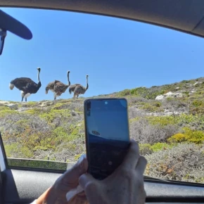 Cape Peninsula full day Tour in Cape Town - Photo 1