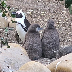 Cape Peninsula full day Tour in Cape Town - Photo 6