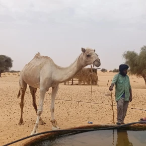 Exploring the hidden gems of Mauritania in Nouakchott - Photo 3