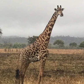 "Authentic Arusha: A Guided Journey Through Culture and Nature" in Arusha - Photo 6