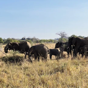 I customize tours or safaris based on one’s interests in Kampala - Photo 1