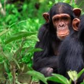 Experience unforgettable adventures with a passionate and knowled.. in Bujumbura - Photo 3