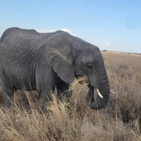 Welcome to Tanzania  and experience the magic  of Tanzania with E.. in Arusha - Photo 1