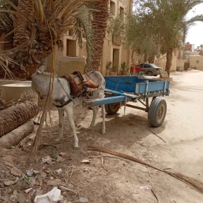 Hi there! Welcome in SIWA OASIS in Egypt.
Stay together in happy times in Siwa Oasis - Photo 3