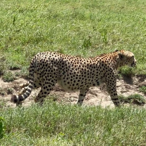 Paul - Private Tour Guide in Arusha