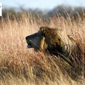 Meet Game Scanners Tours and Safaris, your local expert in Maun - Photo 1
