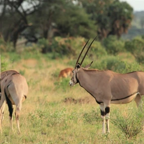 Jadi Safaris: Luxury Wilderness & Cultural Tour in Nairobi - Photo 1