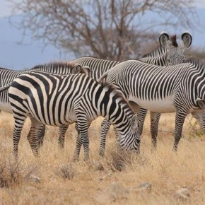 Jadi Safaris: Luxury Wilderness & Cultural Tour in Nairobi - Photo 2