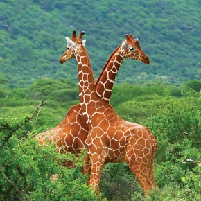 Jadi Safaris: Luxury Wilderness & Cultural Tour in Nairobi - Photo 3