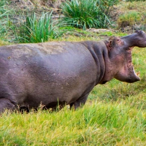 Jadi Safaris: Luxury Wilderness & Cultural Tour in Nairobi - Photo 4
