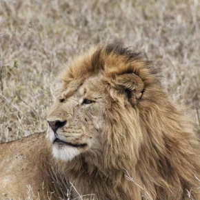 Meet Safari Stride, your local expert in Arusha - Photo 2