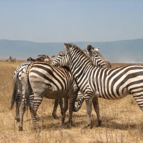 Meet Safari Stride, your local expert in Arusha - Photo 4