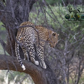 Meet Game Scanners Tours and Safaris, your local expert in Maun - Photo 3
