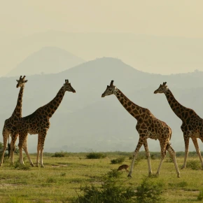 Live Like a Local: Nature & Cultural Experience in Entebbe - Photo 5