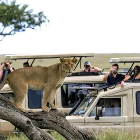 3 Days Maasai Mara Group Joining Safari – 4x4 Jeep Adventure in Nairobi - Photo 5