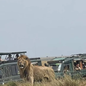 3 Days Maasai Mara Group Joining Safari – 4x4 Jeep Adventure in Nairobi - Photo 1