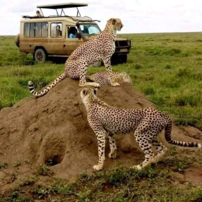 3 Days Maasai Mara Group Joining Safari – 4x4 Jeep Adventure in Nairobi - Photo 3