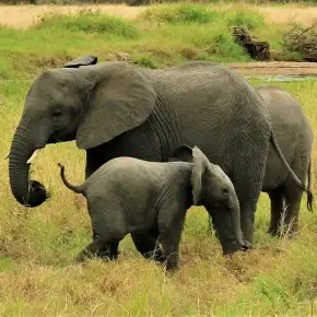 Explore the beauty of Tanzanian wildlife, nature and culture with Cos in Arusha - Photo 1