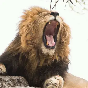 Explore the beauty of Tanzanian wildlife, nature and culture with Cos in Arusha - Photo 2