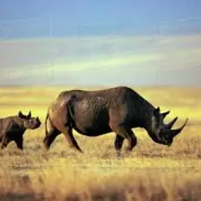Explore the beauty of Tanzanian wildlife, nature and culture with Cos in Arusha - Photo 3