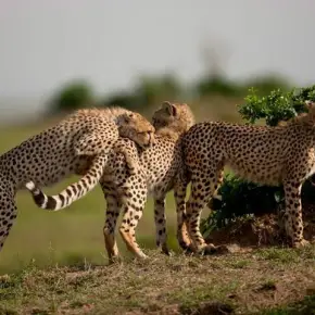 Explore the beauty of Tanzanian wildlife, nature and culture with Cos in Arusha - Photo 4