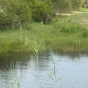 Zimbabwe at its Best - Live Streaming - Photo 1