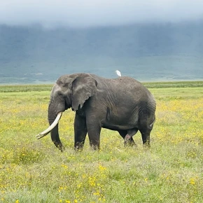 A Tanzania vacation is the ultimate once-in-a-lifetime holiday! in Arusha - Photo 1