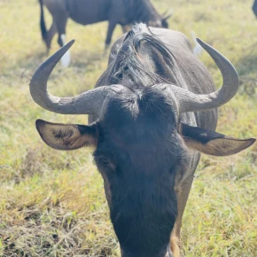 A Tanzania vacation is the ultimate once-in-a-lifetime holiday! in Arusha - Photo 2