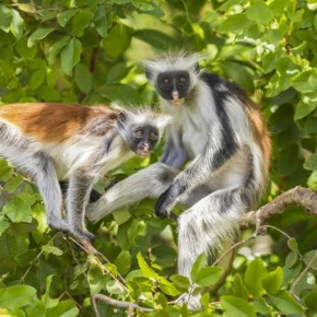 Spice Tours, stone town tour, jozan forest tour & prison island in Zanzibar - Photo 4
