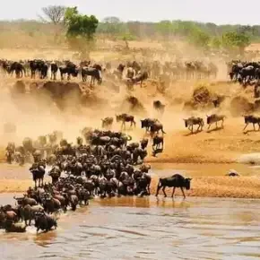 Knowledgeable and experienced guide in wildlife and city tour in Arusha