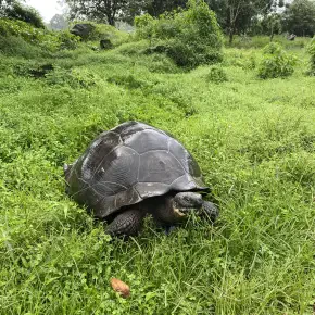 How to survive in Ecuador - and still have fun! - Live Streaming - Photo 1