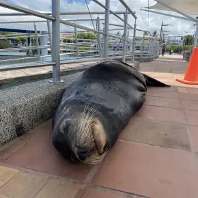 How to survive in Ecuador - and still have fun! - Live Streaming - Photo 2