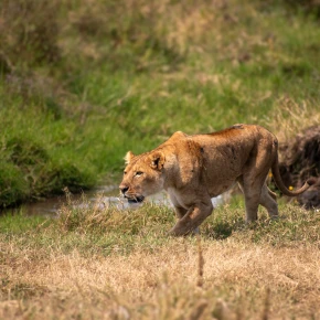 Meet Shedrack, your new local friend in Arusha - Photo 2