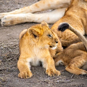 Meet Shedrack, your new local friend in Arusha - Photo 4