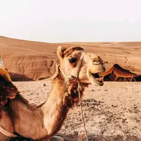 Morocco imoudal tours - Private Tour Guide in Marrakesh - Photo 5