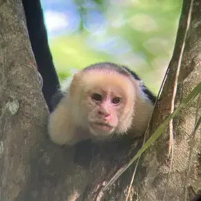 Freddy Cascante - Private Tour Guide in Quepos - Photo 3