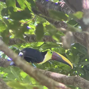 Freddy Cascante - Private Tour Guide in Quepos - Photo 4
