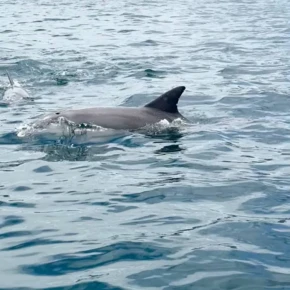 Meet Ben Meenatchy in Port Louis - Your Local Friend & Expert - ID6298 - Photo 3